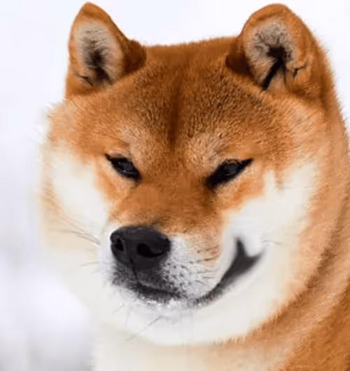 Item #34470142884482375674331152583341387110725961593908059002011227369628013428836 Media