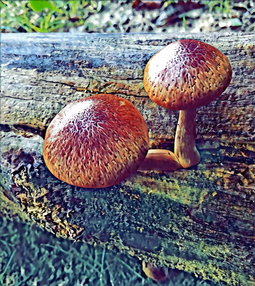 Item #18797901443188059875397460946882814286307781973566655064334839564491007459329 Media