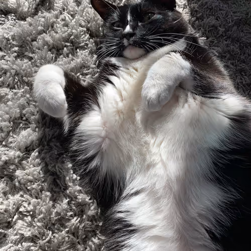 Flipacadabra Collection