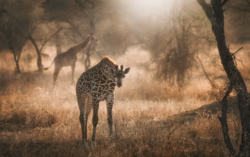 Item #46146454175190830687847236221543248864679735900060228179798027782497532641281 Media