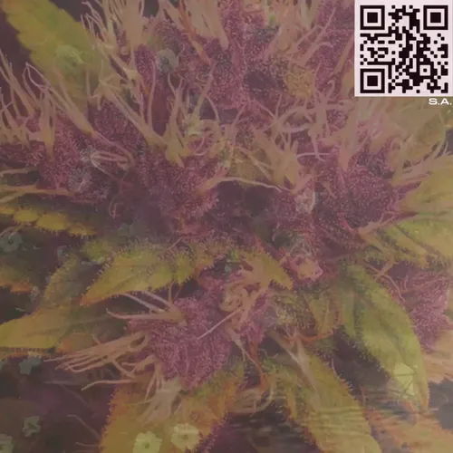 61089433673675855013240100592429788426200334601701735580530433797187096805377