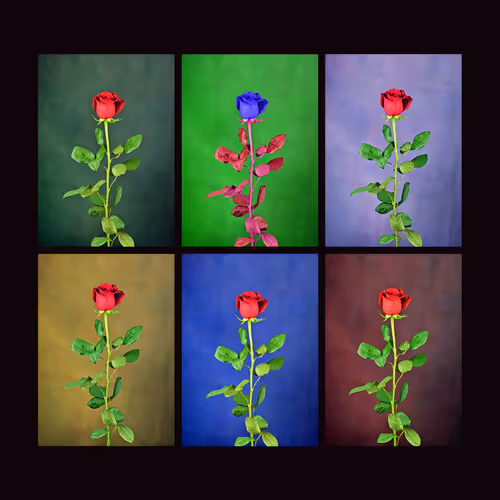 Red Rose.