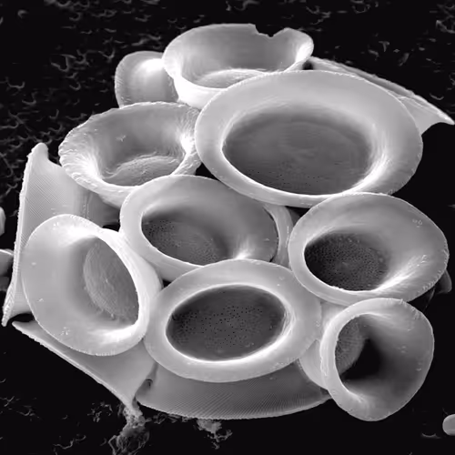 Item #77293637610040261159986921258122390241804815605148196209604243919240089829377 Media