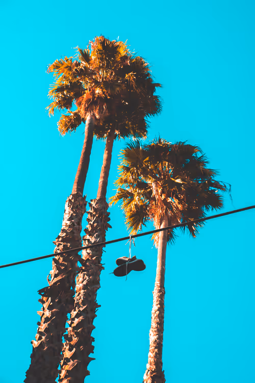 Item #91501497008151221125596935841676000512183505427004855270702190547766383476737 Media