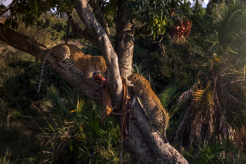 Item #46146454175190830687847236221543248864679735900060228179798027753910230319105 Media