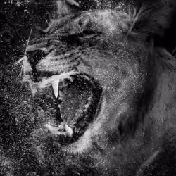 97390858549290517915673057044451120522321858296040786888435299458398910676993