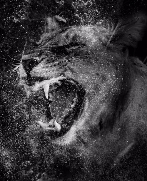 Item #97390858549290517915673057044451120522321858296040786888435299458398910676993 Media