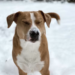 Winter's Dog
