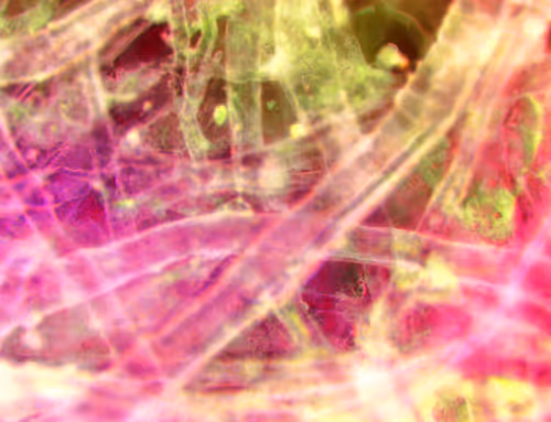 Item #71646257518770613568983710813551014237803002136866425209291834372640238206977 Media