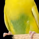 43661449155603456517764667083641901141702024297985653855174206566869193719809