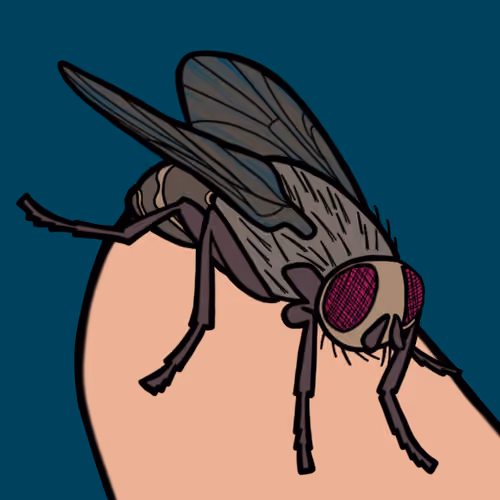 Fly 2021