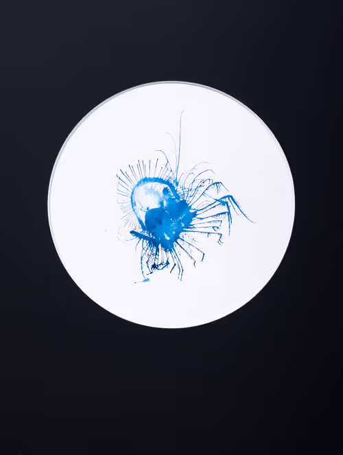 Item #5933605861827810115765458697871522694083350793229885744995134263804548874263 Media