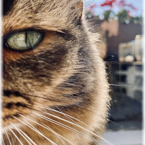 Baronmondeo Collection