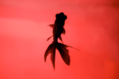 Item #101713277105975589639880448454091243544280285560533982294413790943072500056074 Media