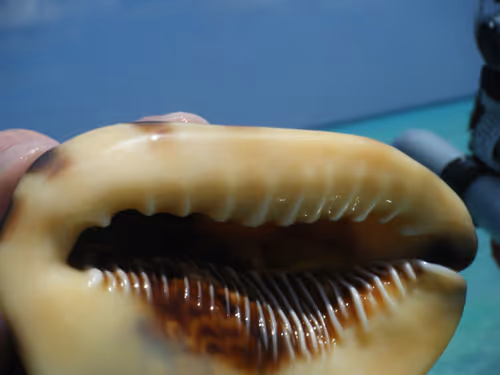 Item #52182003056719623543075732543608248748892502658984332936685367666887555547137 Media