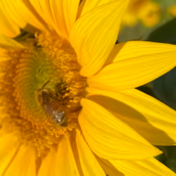 SAVE THE BEES, man