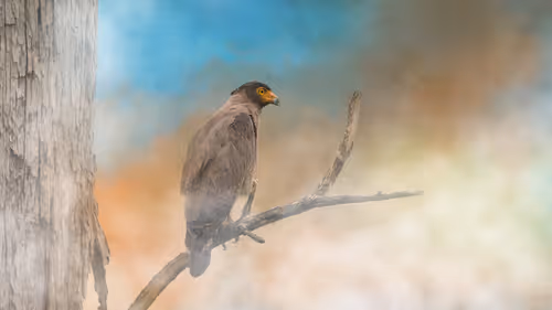 Item #20879904977050231781978559907445915739532146362246903749837269861131821776897 Media