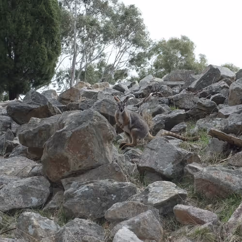 Rock Animal