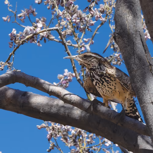 Cactus Wren in Blooming Ironwood