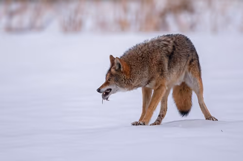 Item #112637204327845919666552565254926487665706650630918372060770064633755745648641 Media