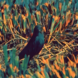 Blackbird