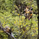 Rhinopithecus brelichi