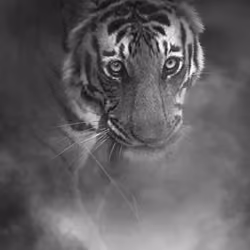 The Matriarch