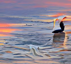 Pelican in sunset