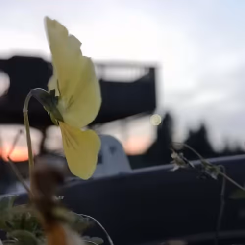 Insomnia420 Collection