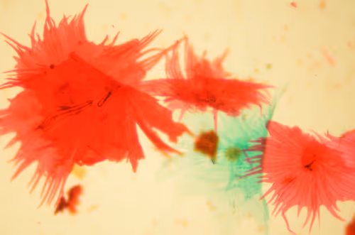 Item #29338470736162432658503928351875651882775793096611779186830202269504397901825 Media