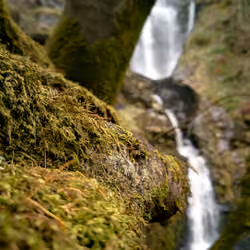 Moss pass