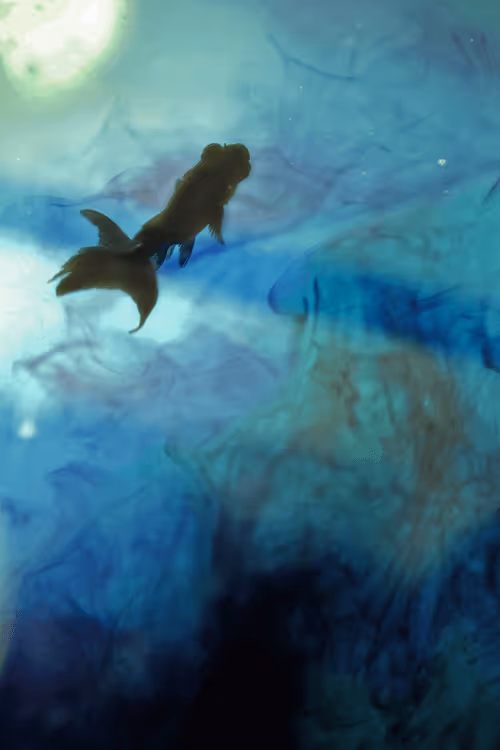 Item #101713277105975589639880448454091243544280285560533982294413790927679337267210 Media