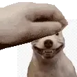PETPET 2