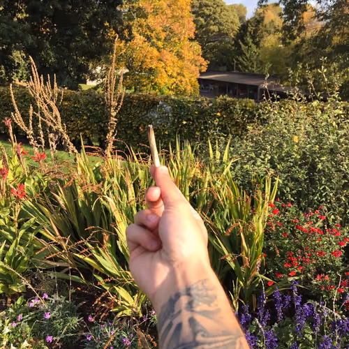 Perspective of a Stoner. Phoenix Park DUB/IRE