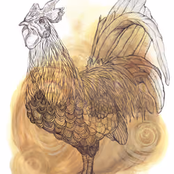 Rooster