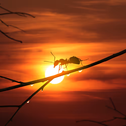 Lone ant