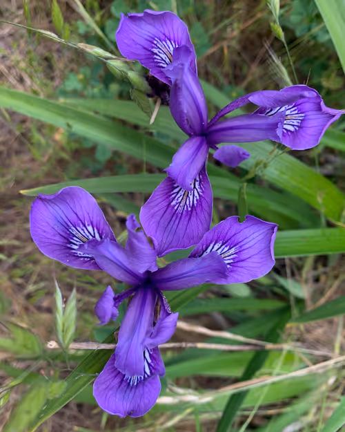 Item #81393590591900820048764161252744971355919767669927954307435201810185003728897 Media