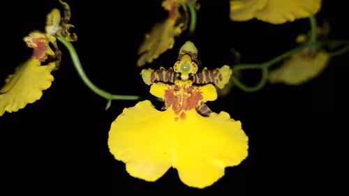 Item #9219050150944409377619180316701258752688903686194552541810005488626443485185 Media