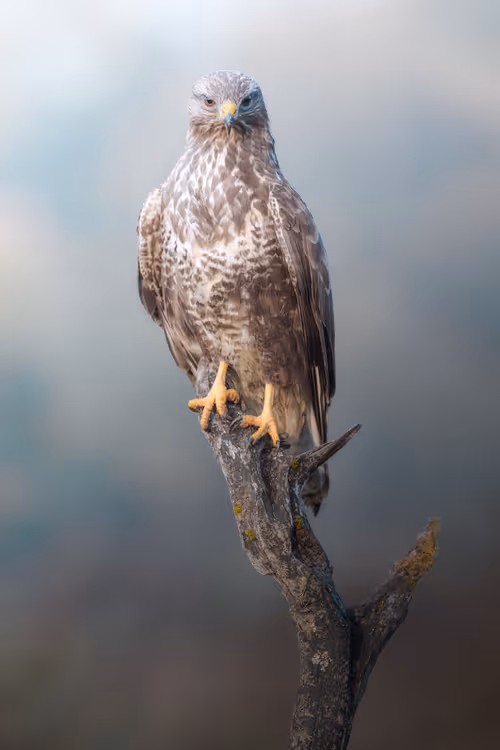 Item #74947066243849206940937931845492421282407977522900211027354211425607271579649 Media