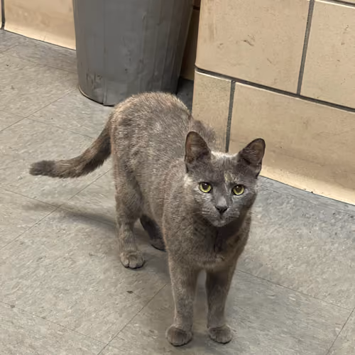 neil catrick harris