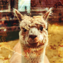 Alpacalaca #8