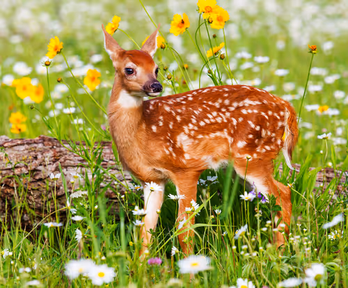 Item #55424048691495374987392639180943929598771107579575327969076118272473533775873 Media