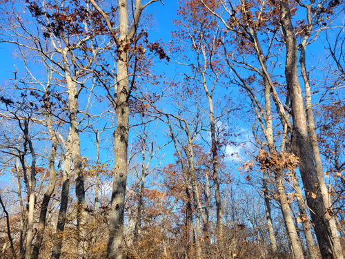 Item #34085441569699423005310991372941828806155687762378495952169943208770941222913 Media