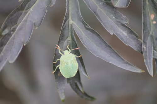 Item #51124555051901614330264480006545612592022390906904121289505624548115073728513 Media