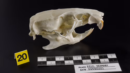 Item #32615301797037247882275066843320251953525887094996780073489952976904675917825 Media