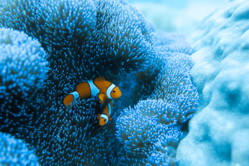 Item #99926930229538675438917090631619995362212113699001151744757174507911665156196 Media