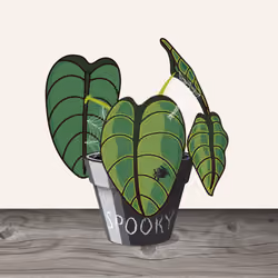 Calocasia Spooky #1