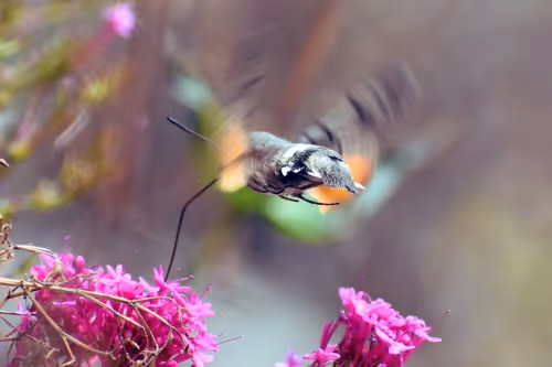 Item #90242850713282573943473333333408540290237184150123135597774242566072828952577 Media