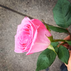 Wet Rose 