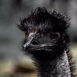 Black African ostrich
